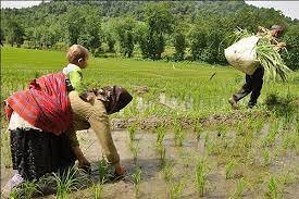 شرایط آب و هوایی اردیبهشت ماه گیلان به نفع برنج‌