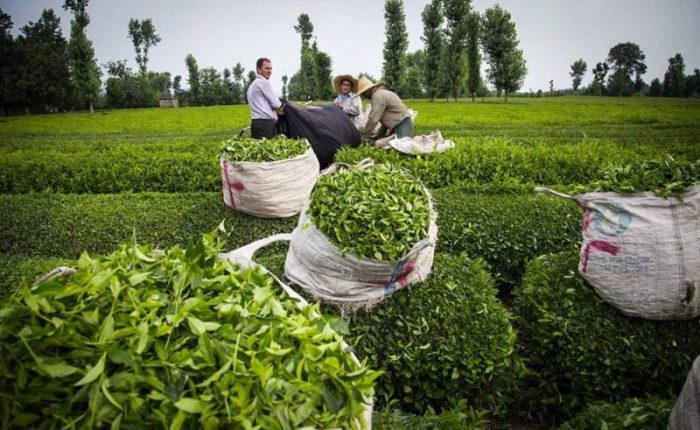خرید بیش از ۲۳ هزار تن برگ زمردین چای