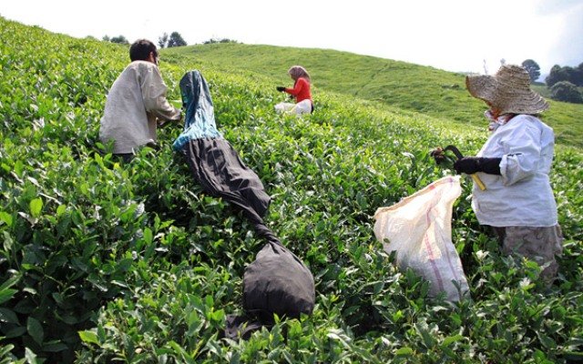 خرید بیش از ۳ هزار تن برگ سبز چای از چای کاران شفتی