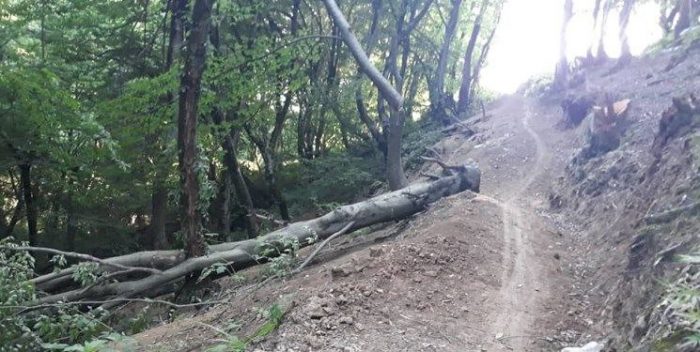 واکنش دادستان لنگرود به قطع درختان دیوشل/عاملان تخریب محیط‌زیست باید پاسخگو باشند