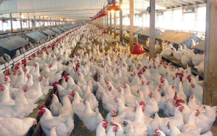 افزایش ۲۰ درصدی جوجه ریزی در مرغداری‌های گیلان