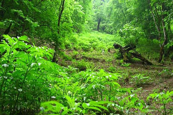 فرمانده یگان حفاظت منابع طبیعی استان عنوان کرد:کاهش ۱۶ درصدی قطع اشجار جنگلی در گیلان/ افزایش درگیری با قاچاقچیان