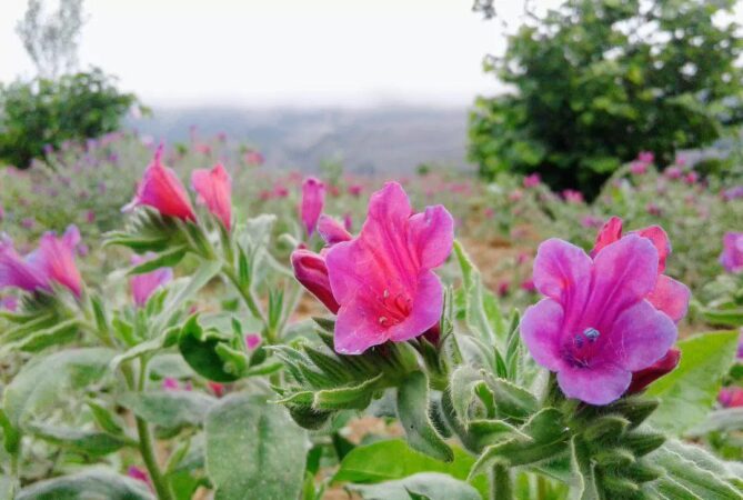 تصاویری زیبا از باغ گل گاوزبان در اشکور رحیم‌آباد شهرستان رودسر